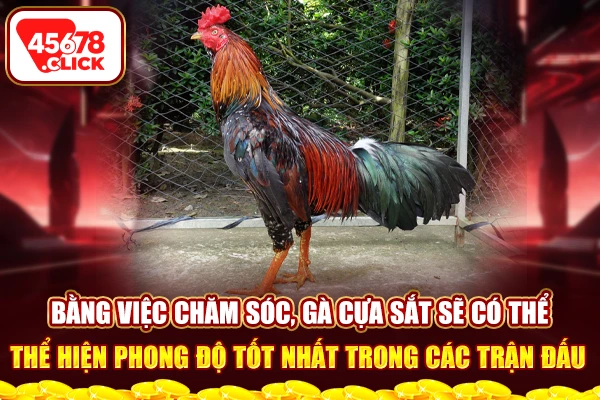 Bằng việc chăm sóc, gà cựa sắt sẽ có thể thể hiện phong độ tốt nhất trong các trận đấu