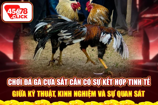 Chơi đá gà cựa sắt cần có sự kết hợp tinh tế giữa kỹ thuật, kinh nghiệm và sự quan sát