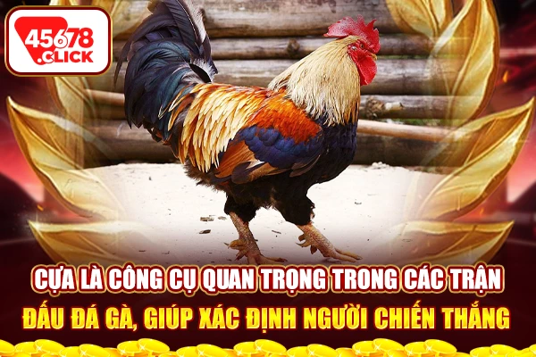 Cựa là công cụ quan trọng trong các trận đấu đá gà, giúp xác định người chiến thắng