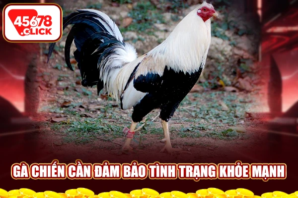 Gà chiến cần đảm bảo tình trạng khỏe mạnh