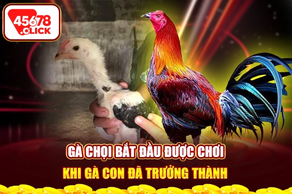 Gà chọi bắt đầu được chơi khi gà con đã trưởng thành