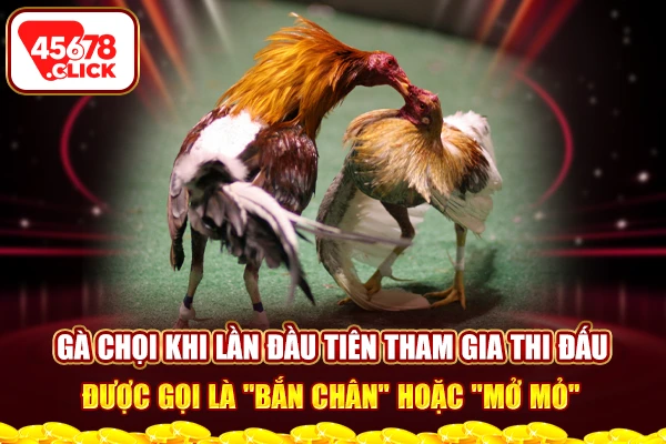 Gà được xem là khô lông khi bộ lông đã hoàn thiện, gốc lông khô ráo cứng cáp