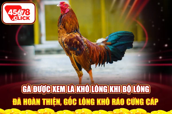 Gà được xem là khô lông khi bộ lông đã hoàn thiện, gốc lông khô ráo cứng cáp