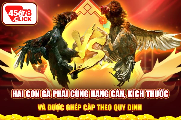 Hai con gà phải cùng hạng cân, kích thước và được ghép cặp theo quy định