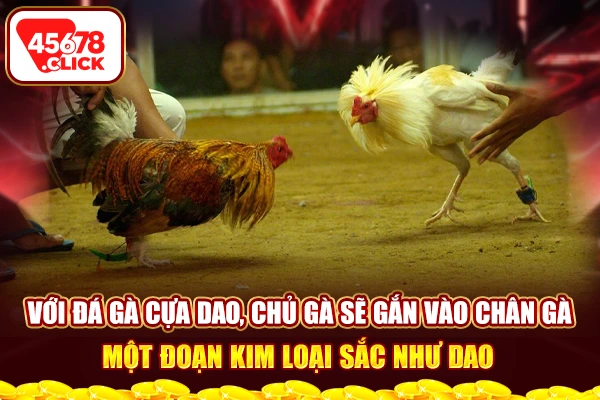 Với đá gà cựa dao, chủ gà sẽ gắn vào chân gà một đoạn kim loại sắc như dao